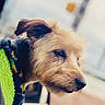 Gucci is registered to the contest to win money with this photo: dog, close_up, pet, fur, animal, portrait, cute, outdoor, colorful, jacket, nose, ears, soft_lighting, blurred_background, mammal, canine, companion, friendly, small_dog, focused