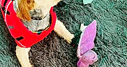 Gucci is registered to the contest to win money with this photo: dog, small_dog, pet_clothing, sweater, booties, plush_toy, rug, indoor, curious, fluffy_rug, cozy, looking_up, toy, playful, canine, fur, animal, domestic, companion, cute
