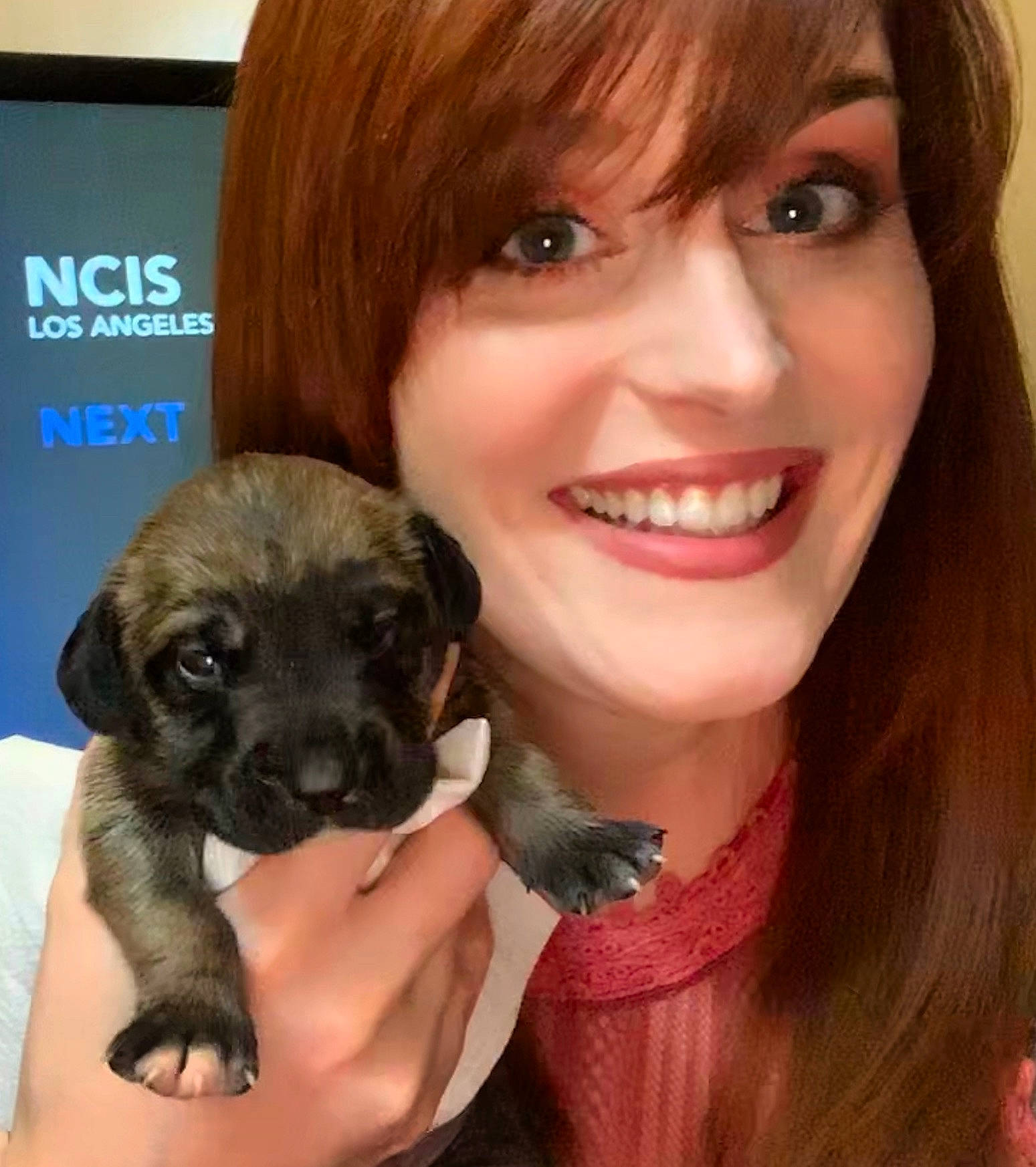 Roso joined the competition — help win amazing prizes! border_terrier, canidae, carnivore, companion_dog, dog, dog_breed, fawn, mammal, puppy, puppy_love, schnoodle, vertebrate