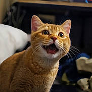 Bicho participe au concours pour gagner de l'argent avec cette photo : cat, orange_cat, tabby, indoor, pet, animal, fur, whiskers, wide_eyes, open_mouth, cute, surprised, feline, domestic_cat, mammal, closeup, portrait, sitting, household, cute_pet
