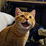 cat, orange_cat, tabby, indoor, pet, animal, fur, whiskers, wide_eyes, open_mouth, cute, surprised, feline, domestic_cat, mammal, closeup, portrait, sitting, household, cute_pet