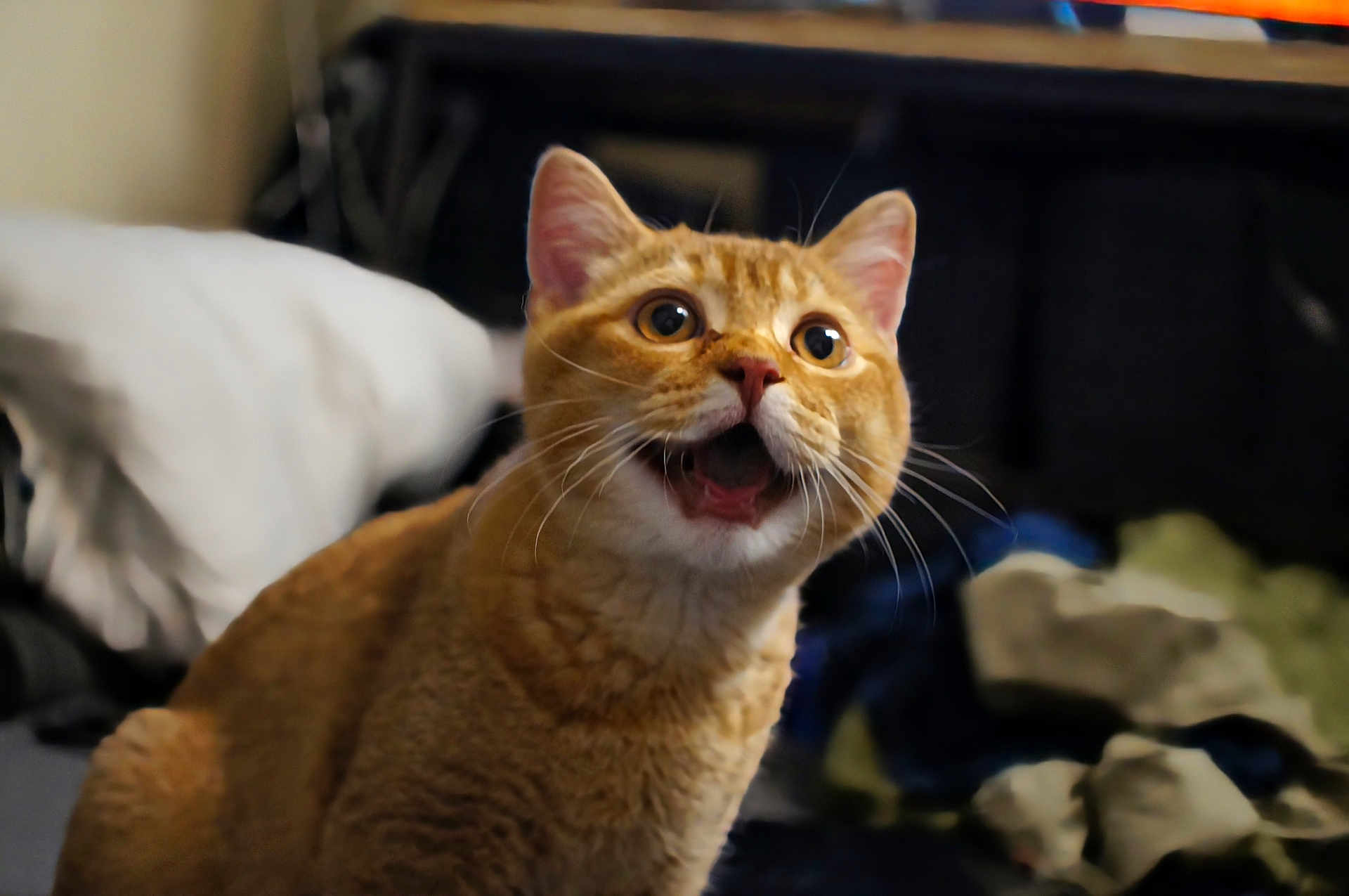 Bicho participe au concours pour gagner de l'argent avec cette photo : cat, orange_cat, tabby, indoor, pet, animal, fur, whiskers, wide_eyes, open_mouth, cute, surprised, feline, domestic_cat, mammal, closeup, portrait, sitting, household, cute_pet