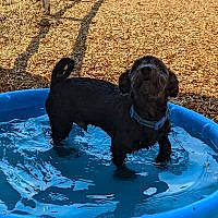 Sirius Black joined the competition — help win amazing prizes! bathing, canidae, carnivore, companion_dog, dog, dog_breed, electric_blue, fluid, gun_dog, liquid, liver, non_sporting_group, sporting_group, tail, terrestrial_animal, toy_dog, water, working_animal, working_dog