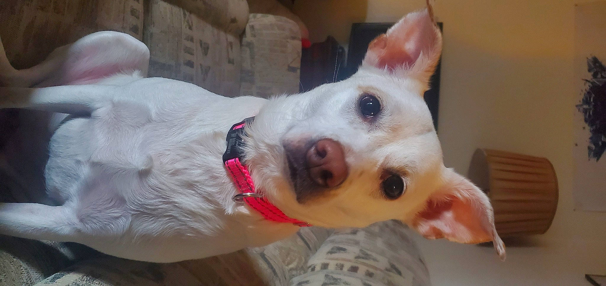 Ahsoka joined the competition — help win amazing prizes! ancient_dog_breeds, canidae, carmine, carnivore, collar, companion_dog, dog, dog_breed, dog_collar, ear, fawn, fur, jaw, non_sporting_group, snout, sporting_group, texas_heeler, throat, whiskers, working_animal