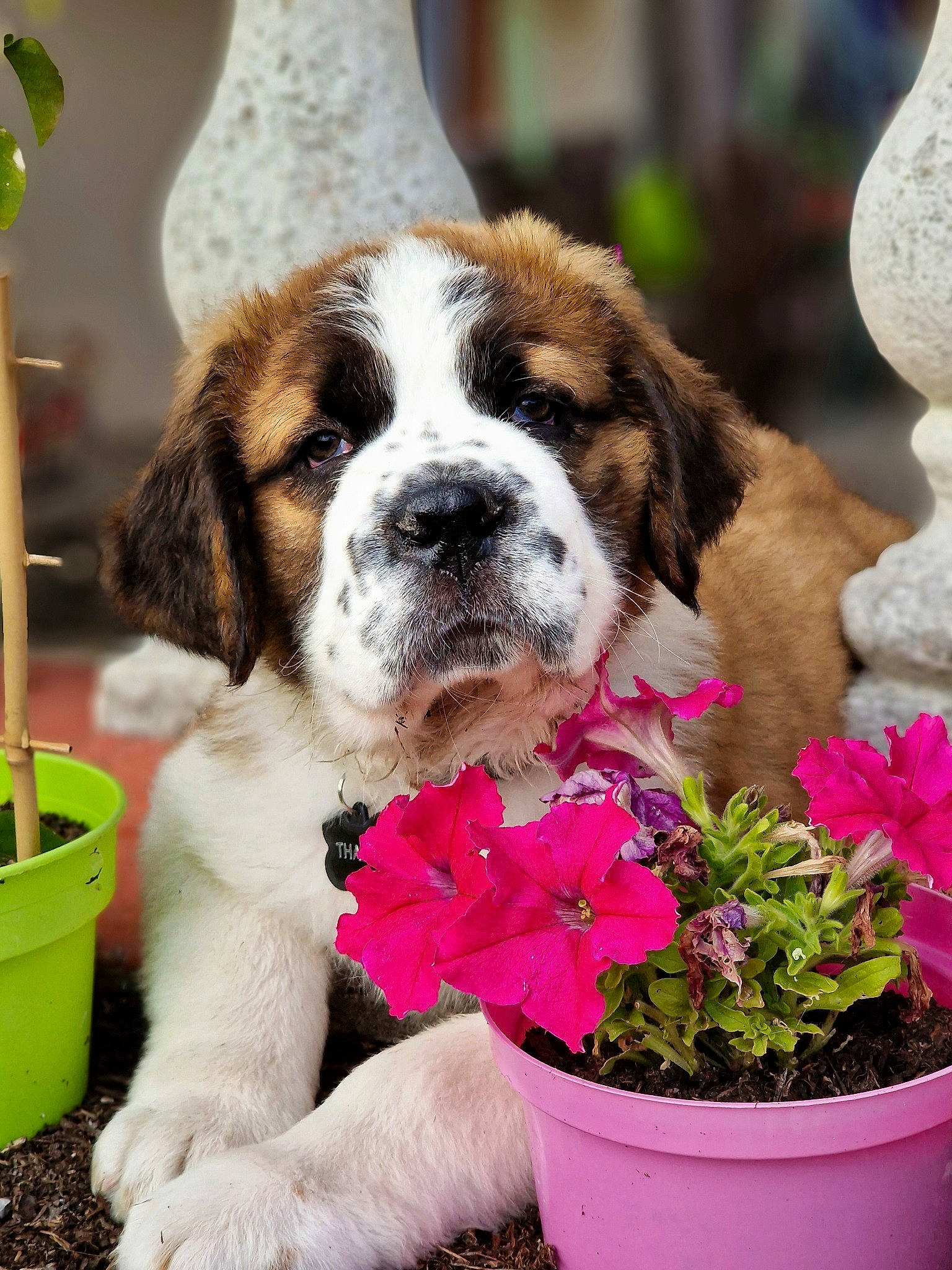Thaïko a rejoint le concours — aidez-le/la à gagner de superbes lots ! annual_plant, canidae, carnivore, companion_dog, dog, dog_breed, fawn, flower, flower_arranging, flowering_plant, flowerpot, grass, happy, herb, herbaceous_plant, houseplant, petal, plant, working_animal, working_dog