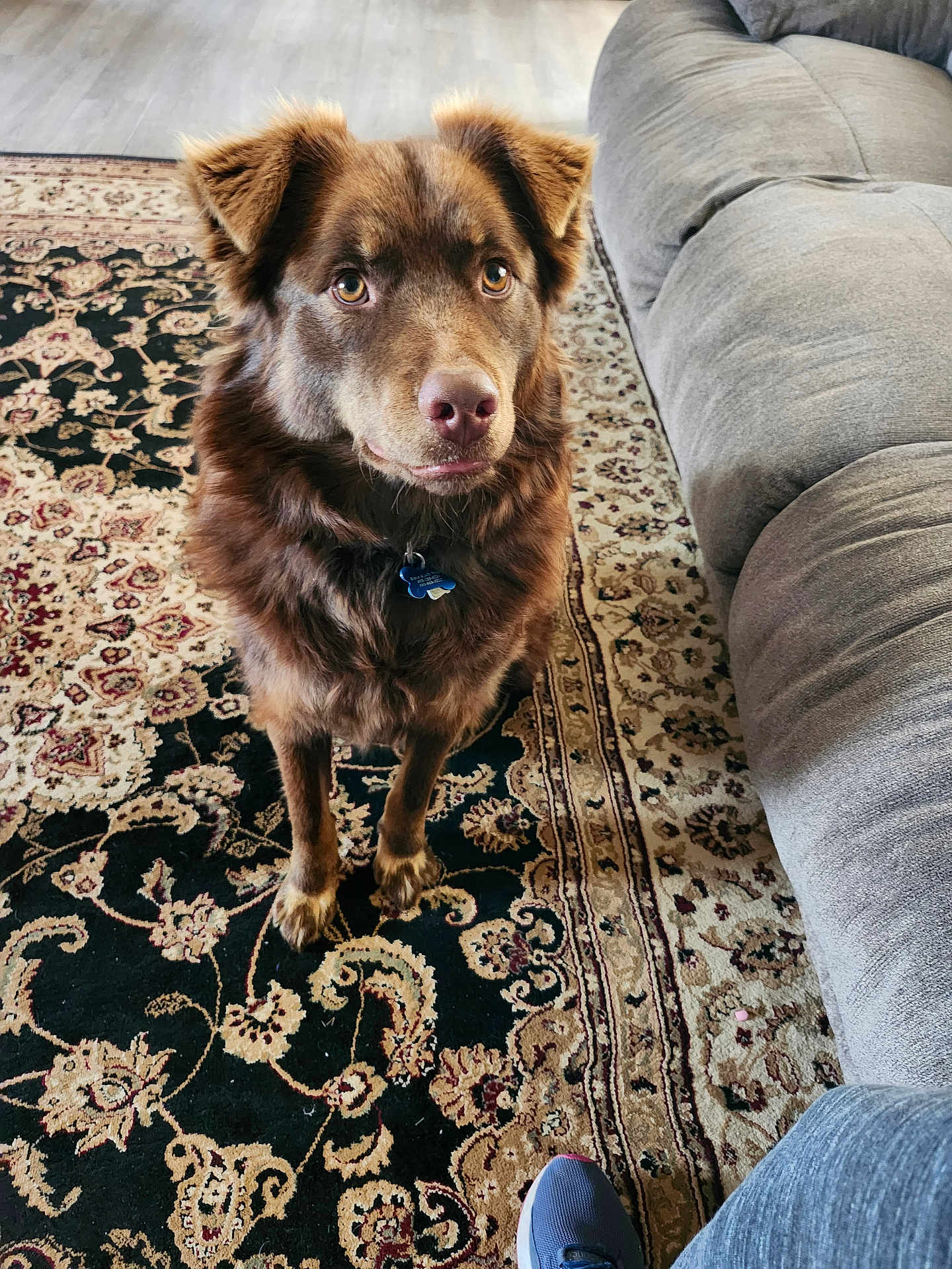 Buddy