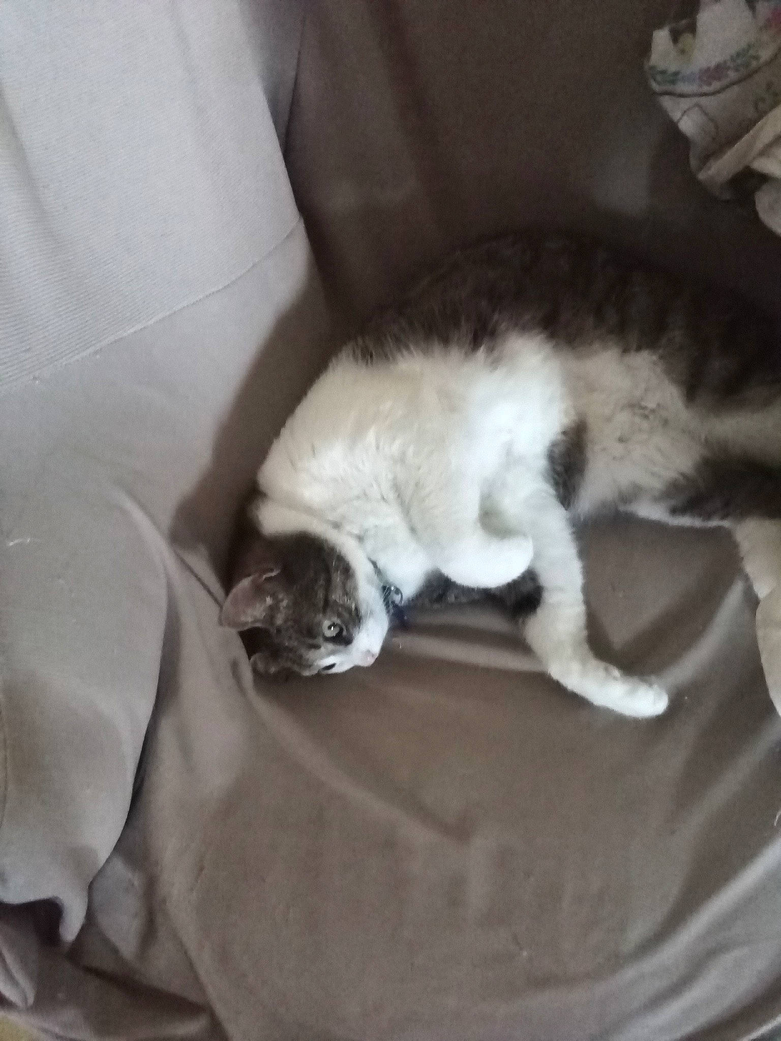 Ganache a rejoint le concours — aidez-le/la à gagner de superbes lots ! bedding, carnivore, cat, cat_supply, claw, comfort, companion_dog, dog_breed, domestic_short_haired_cat, fawn, felidae, fur, grey, linens, nap, paw, small_to_medium_sized_cats, tail, terrestrial_animal, whiskers