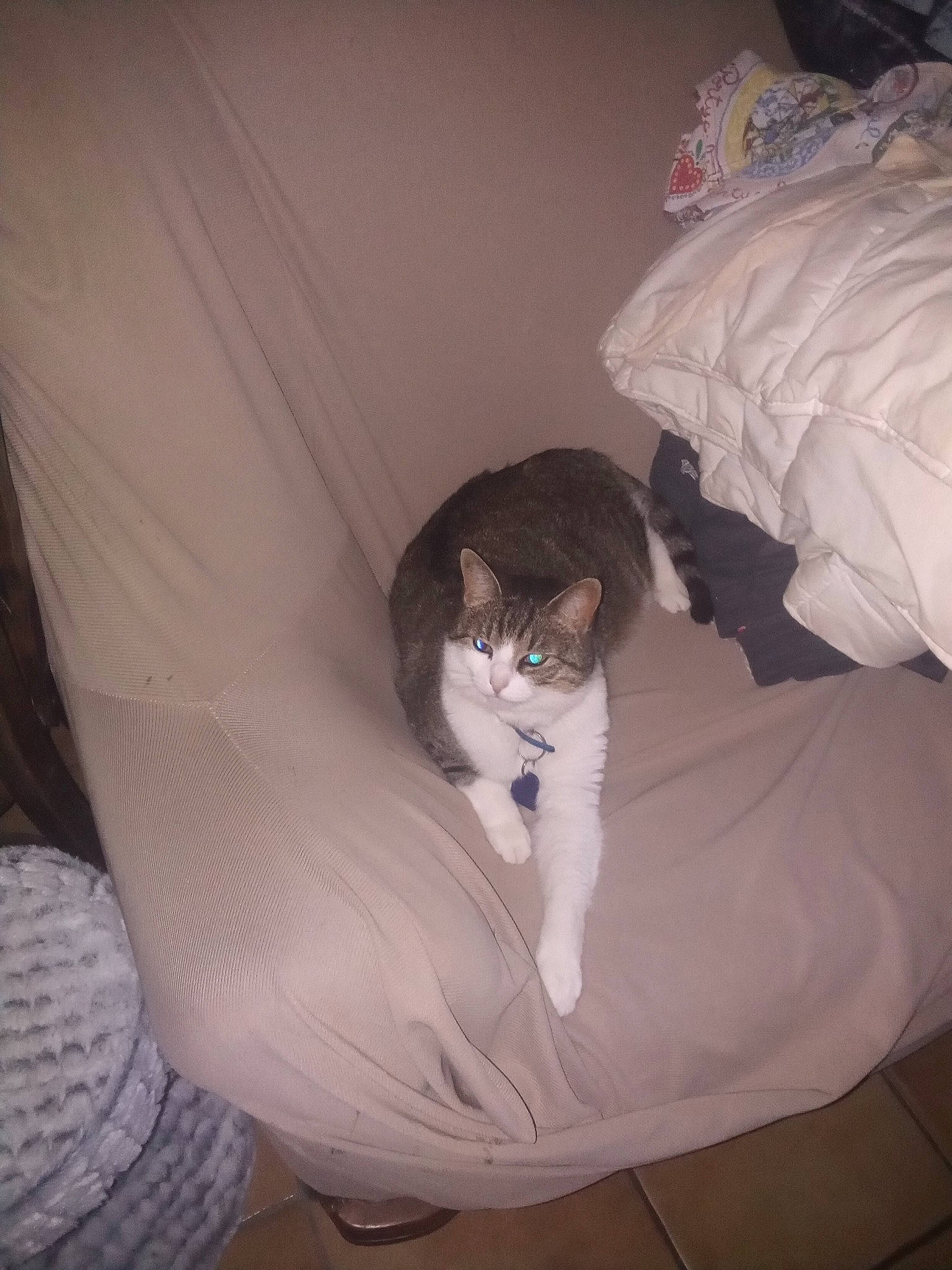 Ganache participe au concours pour gagner de l'argent avec cette photo : arm, bed, bed_sheet, bedding, bedroom, carnivore, cat, comfort, felidae, floor, grey, hardwood, human_body, human_leg, linens, small_to_medium_sized_cats, tail, thigh, whiskers, wood