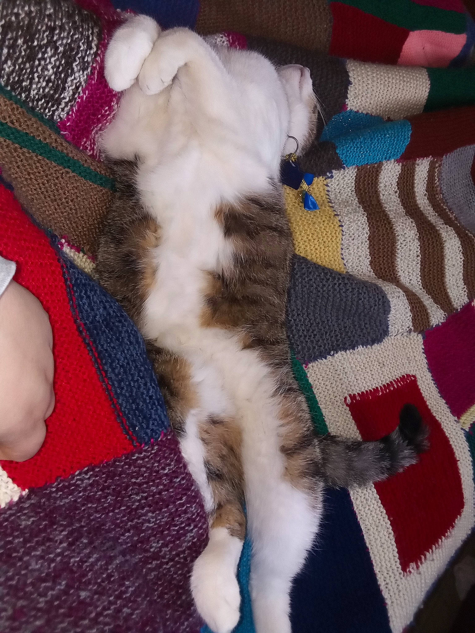 Ganache participe au concours pour gagner de l'argent avec cette photo : carnivore, cat, claw, comfort, domestic_short_haired_cat, fawn, felidae, foot, fur, human_leg, lap, linens, nap, pattern, paw, small_to_medium_sized_cats, tail, tartan, whiskers, wool