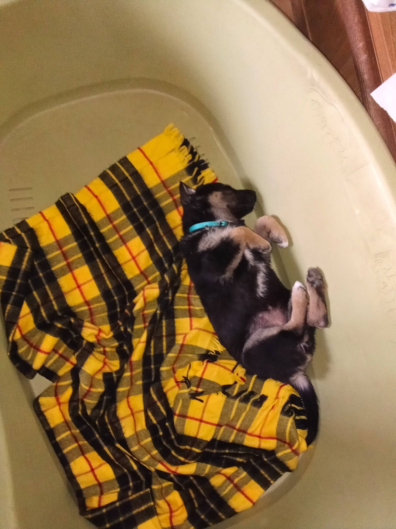 étoile a rejoint le concours — aidez-le/la à gagner de superbes lots ! bag, bathtub, carnivore, circle, collar, comfort, companion_dog, design, dog, dog_breed, dog_supply, linens, pattern, personal_protective_equipment, pet_supply, plaid, plumbing, room, tartan, toy_dog