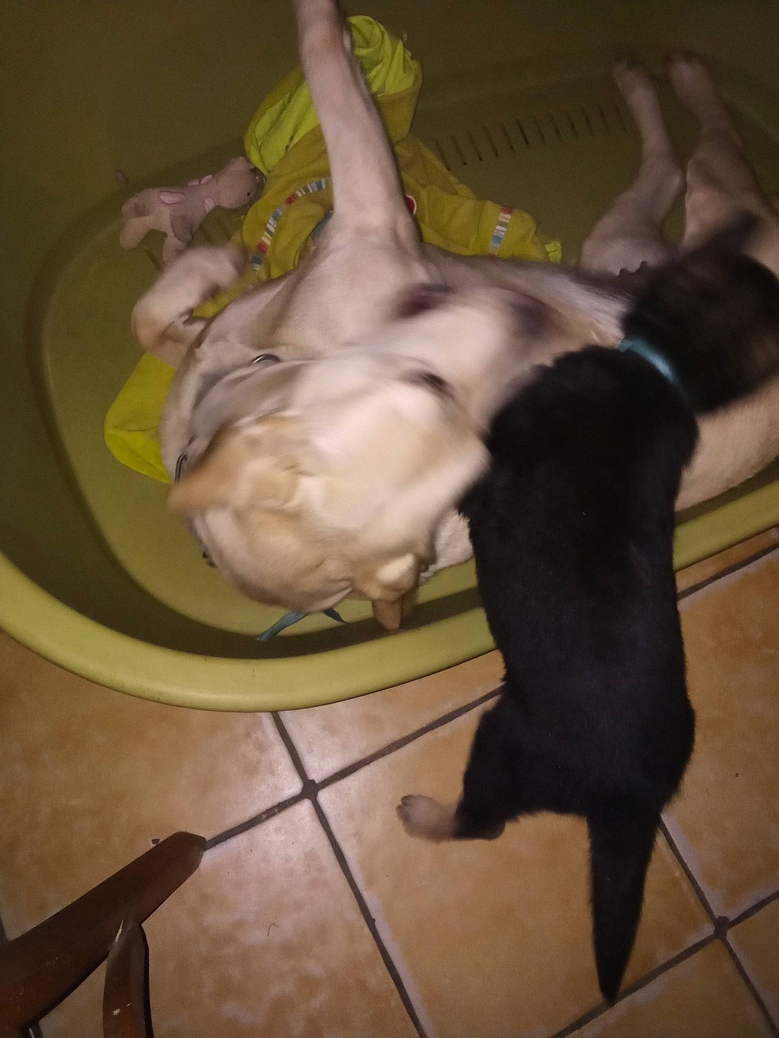 étoile a rejoint le concours — aidez-le/la à gagner de superbes lots ! art, canidae, carnivore, comfort, companion_dog, dog, dog_breed, event, fawn, felidae, flooring, paw, sculpture, snout, sporting_group, tail, terrestrial_animal, toy_dog, whiskers, working_animal