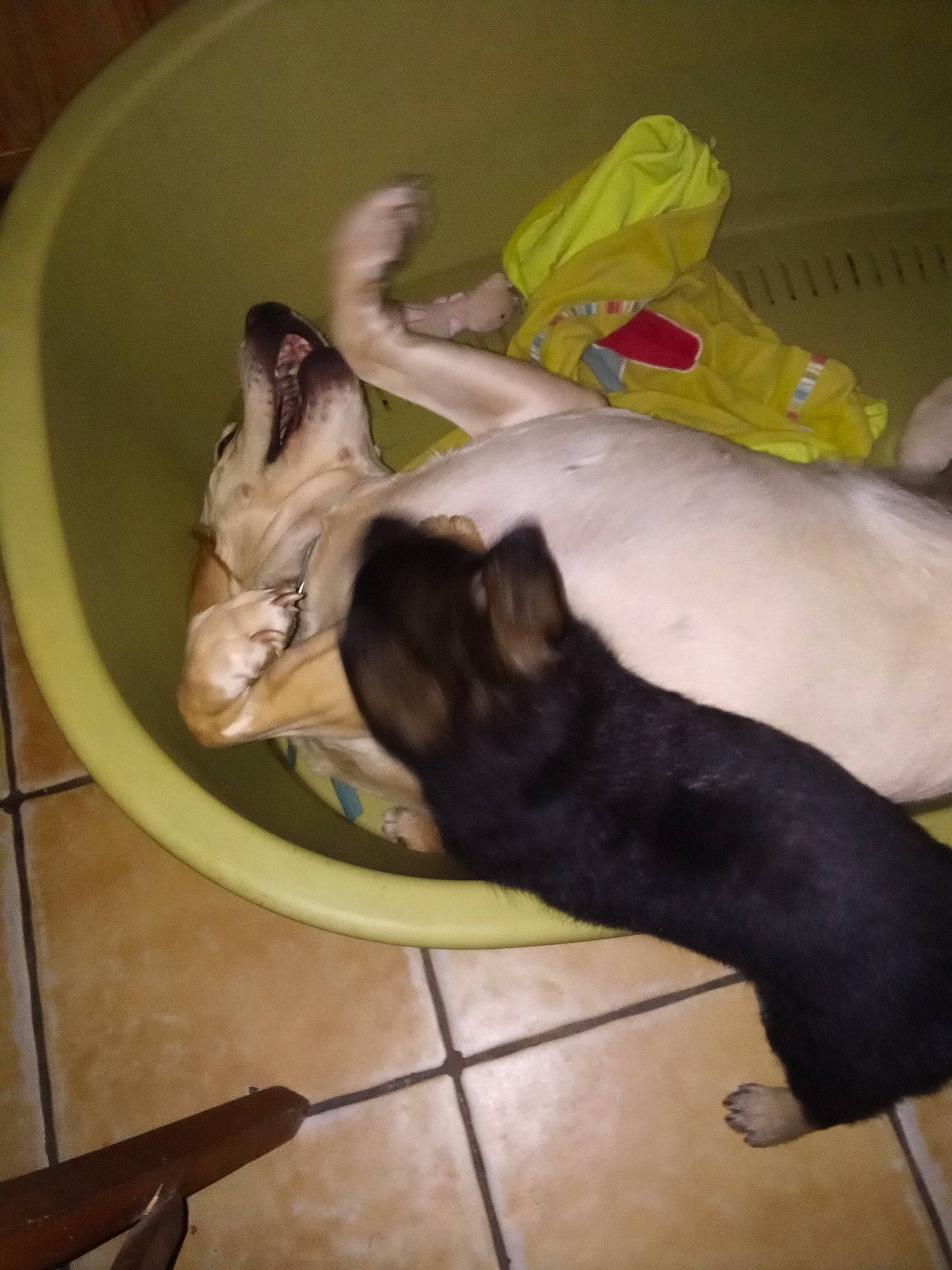 étoile participe au concours pour gagner de l'argent avec cette photo : canidae, carnivore, comfort, companion_dog, dog, dog_breed, dog_supply, fawn, felidae, guard_dog, linens, paw, pet_supply, small_to_medium_sized_cats, snout, sporting_group, tail, toy_dog, whiskers, working_animal