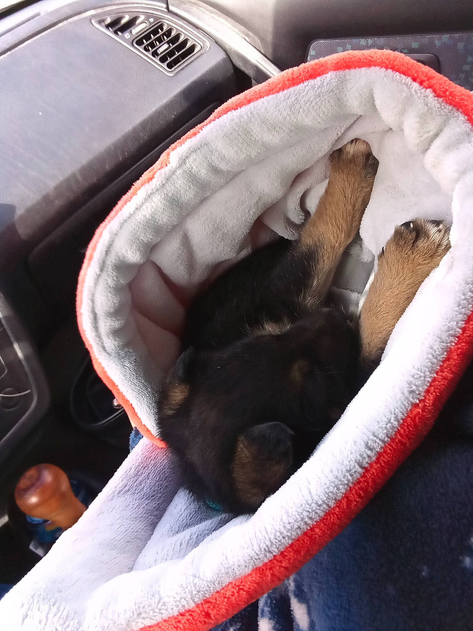 étoile participe au concours pour gagner de l'argent avec cette photo : auto_part, automotive_exterior, baby_carriage, baby_products, bag, car_seat, carnivore, comfort, companion_dog, dog_bed, dog_breed, fawn, felidae, linens, luggage_and_bags, motor_vehicle, small_to_medium_sized_cats, snout, steering_wheel, vehicle_door