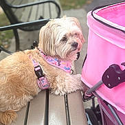 Legacy Devine Smith is registered to the contest to win money with this photo: dog, small_dog, fluffy, cream_colored, long_hair, pet, animal, face, outdoor, bench, patio, stroller, pink, barbie, harness, leash, sitting, lying_down, portrait, companion