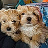 Bear And Missy is registered to the contest to win money with this photo: puppy, dog, fluffy, cute, indoor, snuggle, pet, fur, lap, cozy, animal, domestic, friendship, closeup, young, adorable, resting, companion, home, relaxed