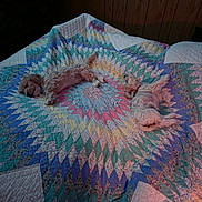Bear And Missy is registered to the contest to win money with this photo: bed, blanket, canine, colorful, dog, furniture, indoor, nap, pattern, pet, quilt, resting, sleeping, small_dog, wood_paneling, cozy, domestic, two_dogs, lying_down, soft