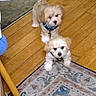 Bear And Missy is registered to the contest to win money with this photo: puppy, dog, indoor, floor, hardwood_floor, rug, collar, pet, cute, animal, small_dog, fur, looking_up, two_dogs, companion, domestic_animal, playful, young_dog, wooden_floor, home