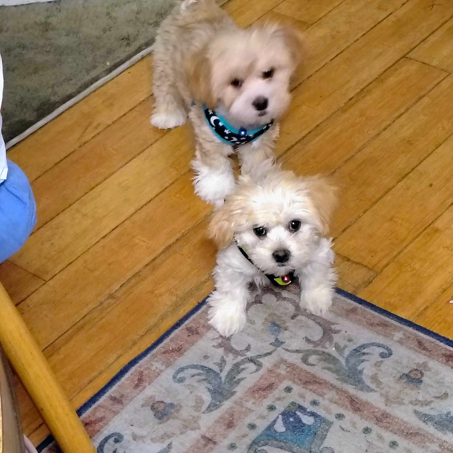 Bear And Missy