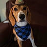 Jasper is registered to the contest to win money with this photo: dog, beagle, cowboy_hat, bandana, pet, animal, brown, white, black_nose, ears, sitting, indoor, couch, portrait, cute, attentive, closeup, face, eyes, fur