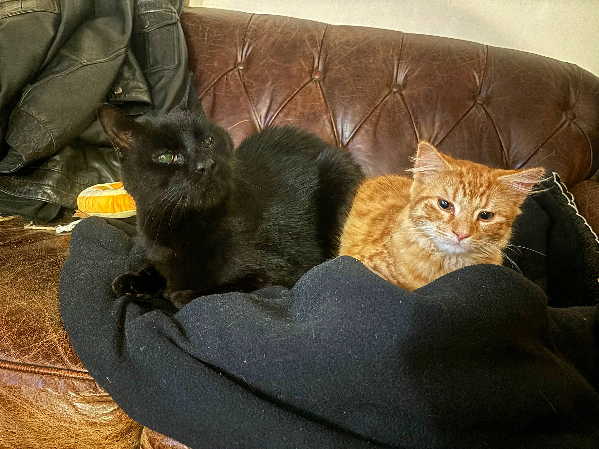 Leonard is registered to the contest to win money with this photo: bag, brown, carnivore, cat, comfort, couch, domestic_short_haired_cat, felidae, fur, grey, lap, leather_jacket, luggage_and_bags, nap, paw, sitting, small_to_medium_sized_cats, tail, whiskers