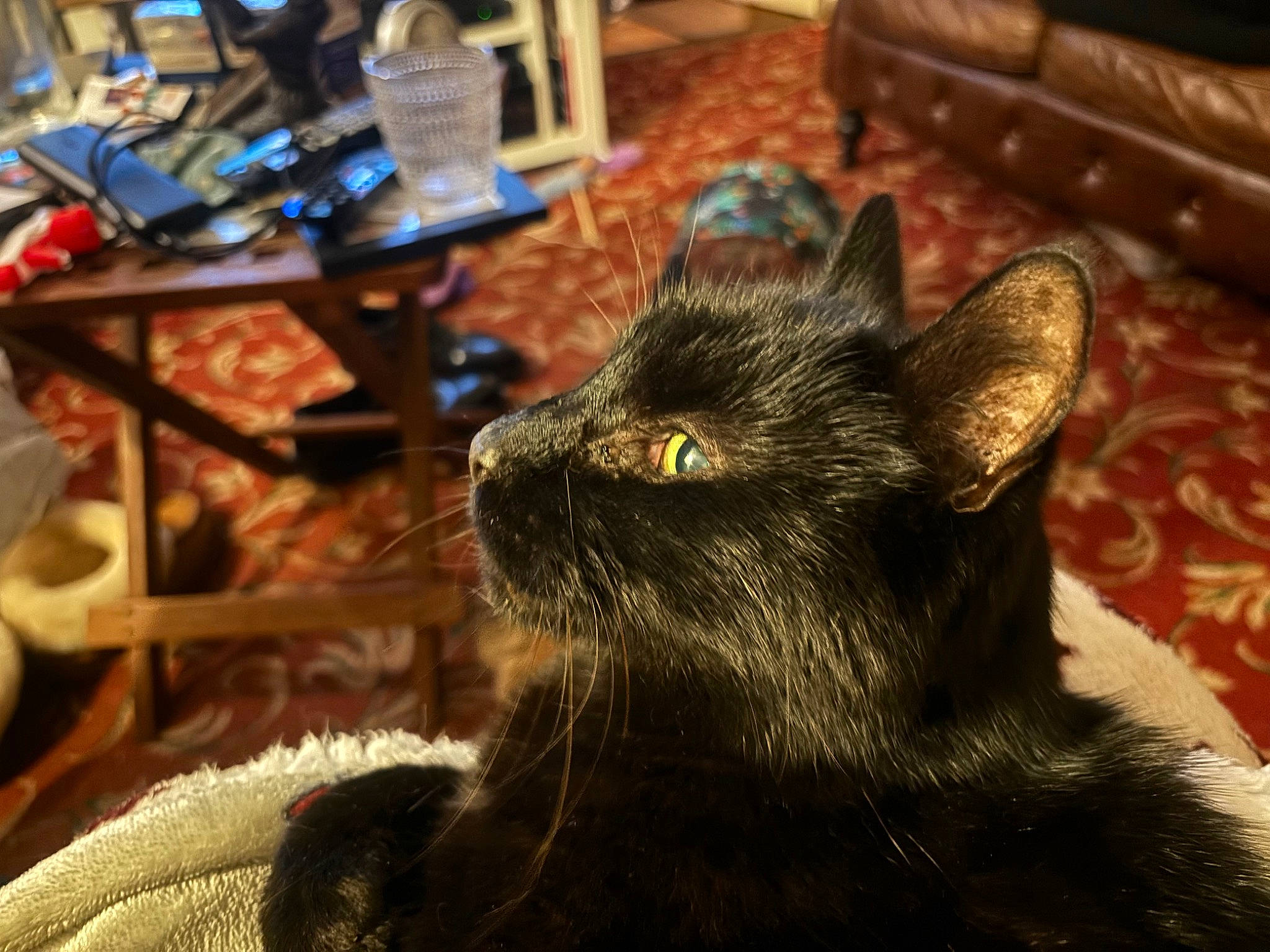 Leonard joined the competition — help win amazing prizes! black_cat, bombay, carnivore, cat, chair, claw, comfort, couch, domestic_short_haired_cat, felidae, fur, living_room, plant, room, sleeper_chair, small_to_medium_sized_cats, snout, terrestrial_animal, whiskers