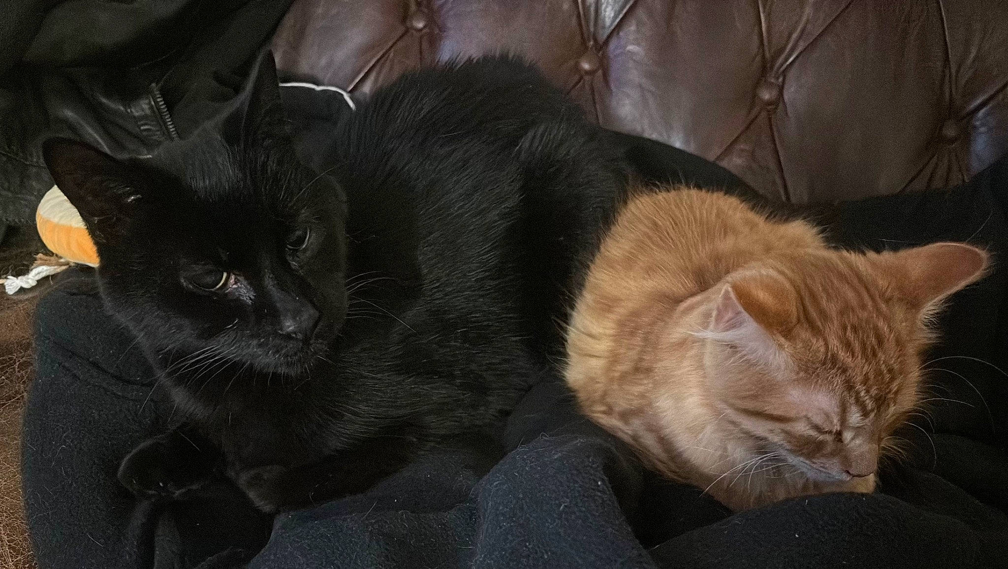 Leonard joined the competition — help win amazing prizes! black_cat, carnivore, cat, claw, comfort, domestic_short_haired_cat, fawn, felidae, fur, nap, paw, sleep, small_to_medium_sized_cats, snout, tail, terrestrial_animal, whiskers, wildlife, window