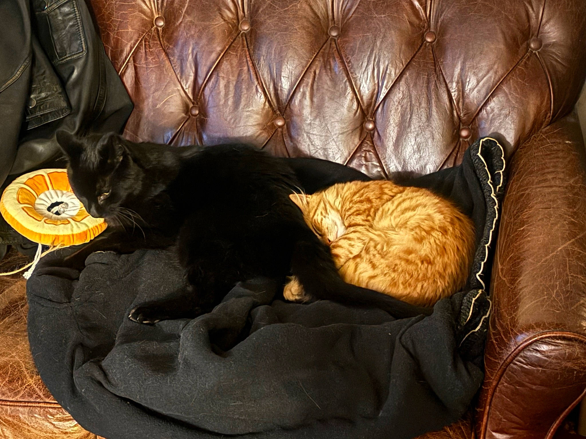 Leonard joined the competition — help win amazing prizes! bag, black_cat, bombay, brown, carnivore, cat, cat_supply, comfort, couch, dog_breed, felidae, fur, linens, liver, room, small_to_medium_sized_cats, sporting_group, studio_couch, tail, whiskers