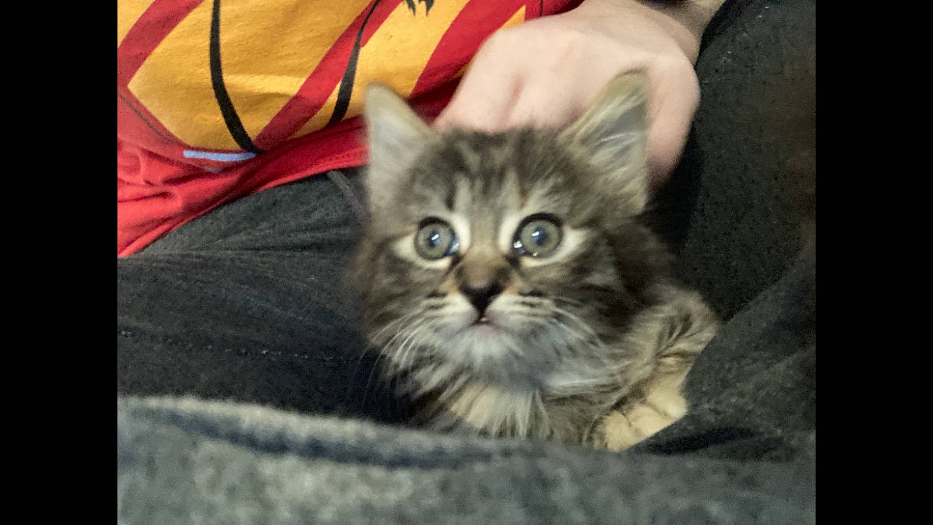 Gwen joined the competition — help win amazing prizes! box, carnivore, cat, comfort, domestic_short_haired_cat, felidae, fur, sitting, small_to_medium_sized_cats, terrestrial_animal, whiskers