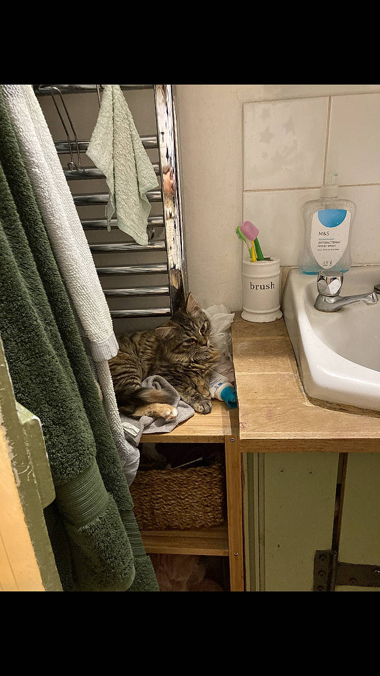 Gwen joined the competition — help win amazing prizes! bathroom_cabinet, carnivore, cat, comfort, couch, curtain, felidae, floor, flooring, grey, interior_design, kitchen_sink, line, plumbing_fixture, sink, small_to_medium_sized_cats, tap, tints_and_shades, window, wood