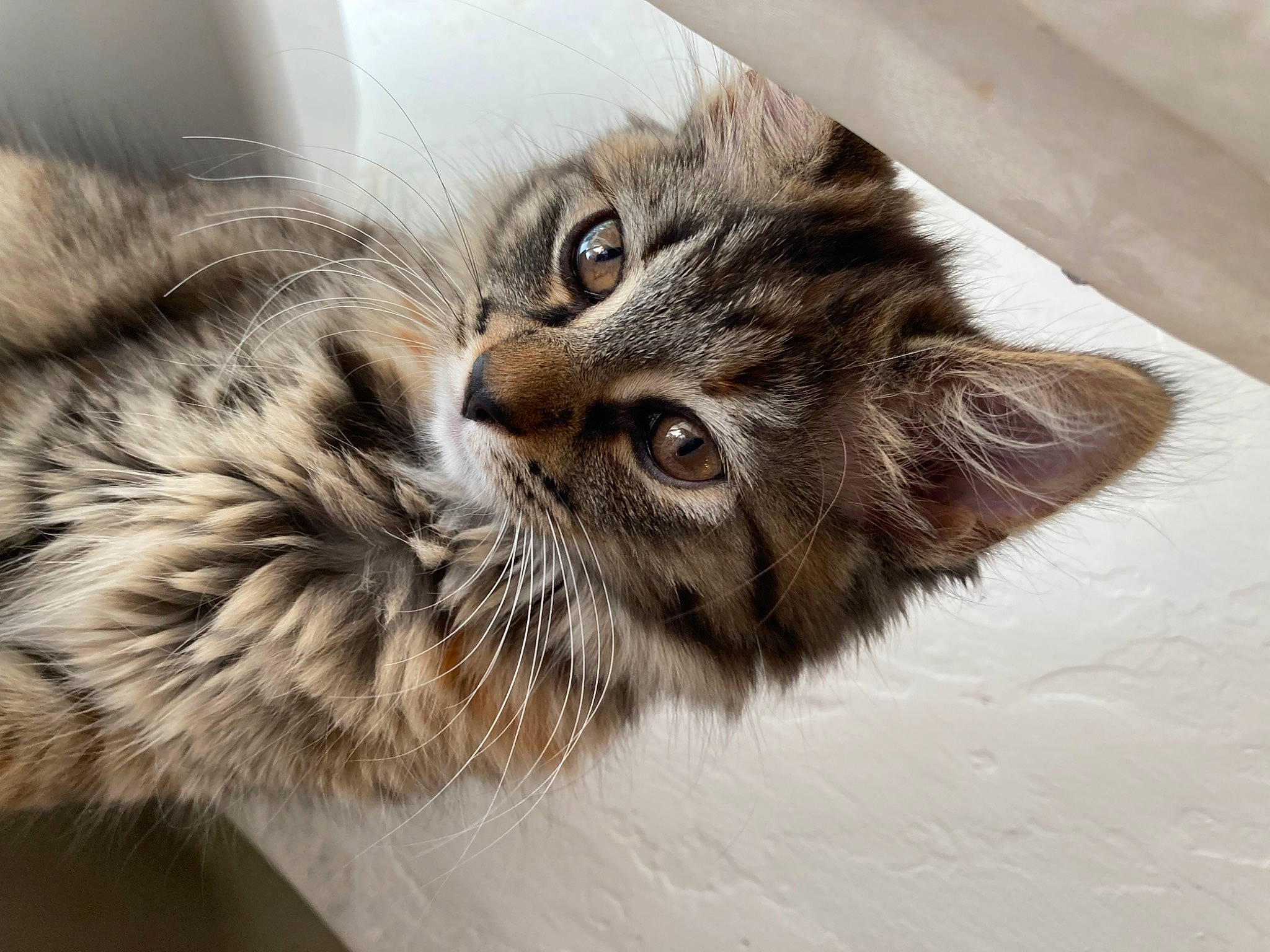 Gwen joined the competition — help win amazing prizes! british_longhair, carnivore, cat, claw, domestic_short_haired_cat, felidae, fur, maine_coon, paw, siberian, small_to_medium_sized_cats, snout, terrestrial_animal, whiskers