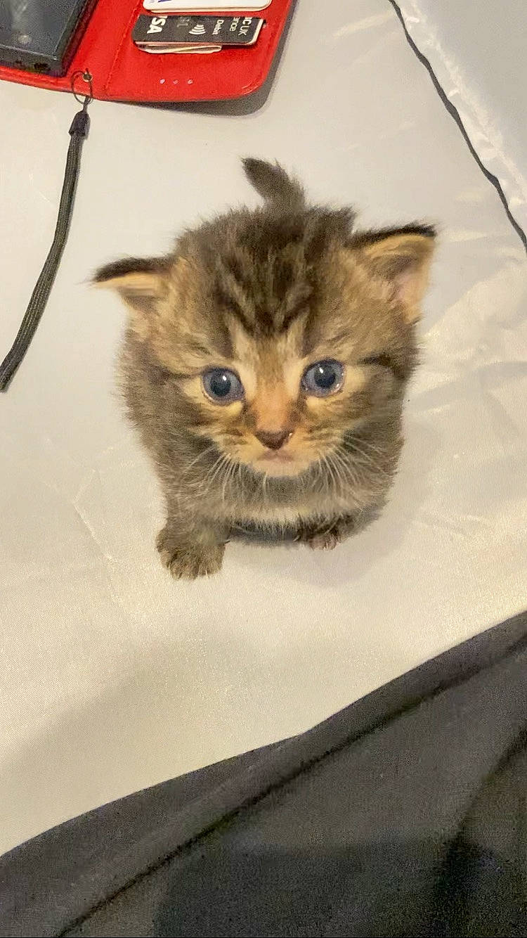 Gwen joined the competition — help win amazing prizes! art, box, cardboard, carnivore, cat, claw, domestic_short_haired_cat, fawn, felidae, fur, illustration, paw, small_to_medium_sized_cats, snout, tail, terrestrial_animal, whiskers, window