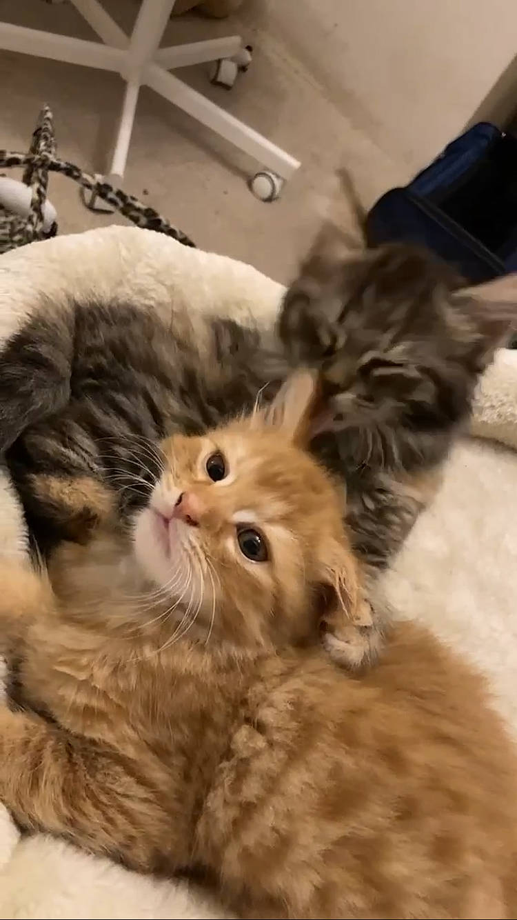 Gwen is registered to the contest to win money with this photo: carnivore, cat, claw, comfort, companion_dog, domestic_short_haired_cat, ear, fawn, felidae, fur, gesture, paw, small_to_medium_sized_cats, snout, tail, terrestrial_animal, whiskers