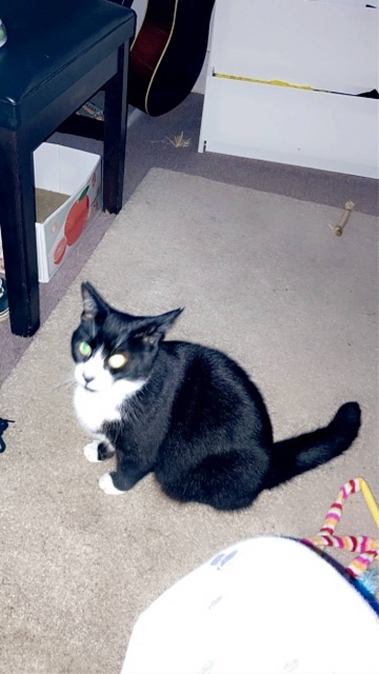 Dodger is registered to the contest to win money with this photo: carnivore, cat, claw, domestic_short_haired_cat, felidae, floor, flooring, fur, paw, small_to_medium_sized_cats, tail, whiskers, window