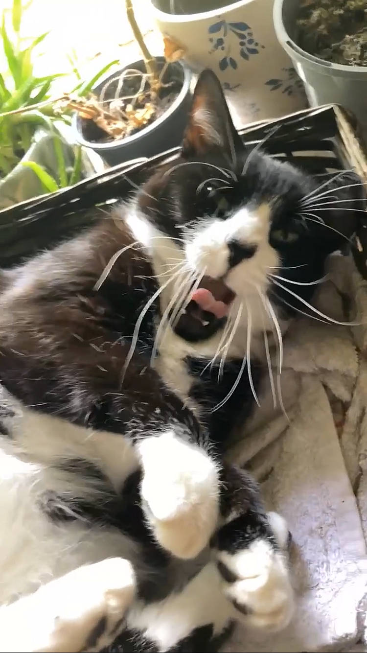 Dodger joined the competition — help win amazing prizes! carnivore, cat, claw, domestic_short_haired_cat, fang, felidae, flowerpot, foot, fur, houseplant, paw, plant, small_to_medium_sized_cats, smile, snout, tail, terrestrial_animal, whiskers