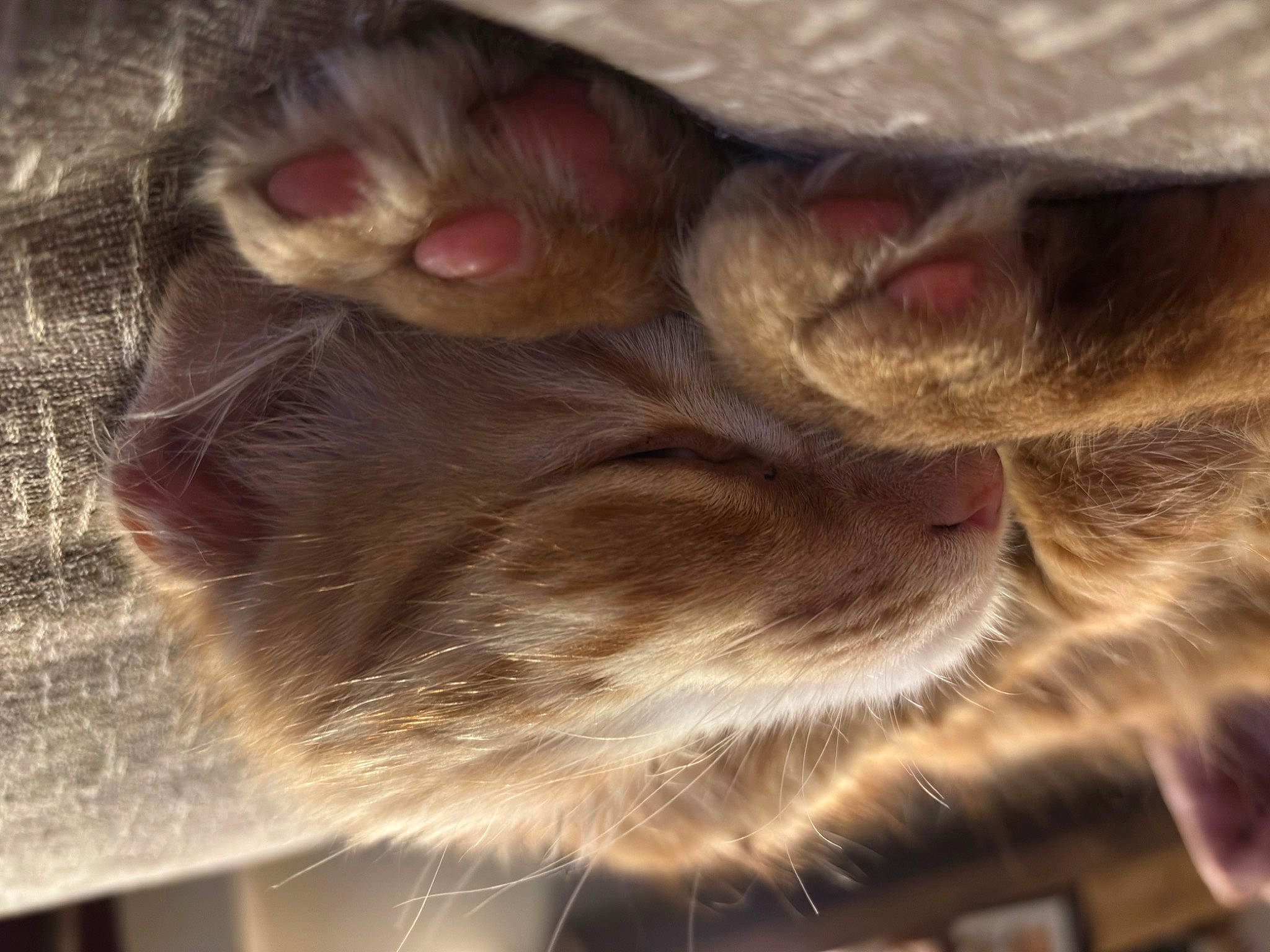 Miles is registered to the contest to win money with this photo: carnivore, cat, claw, close_up, cloud, comfort, domestic_short_haired_cat, ear, fawn, felidae, fur, liver, paw, sky, small_to_medium_sized_cats, snout, tail, vertebrate, whiskers, wood