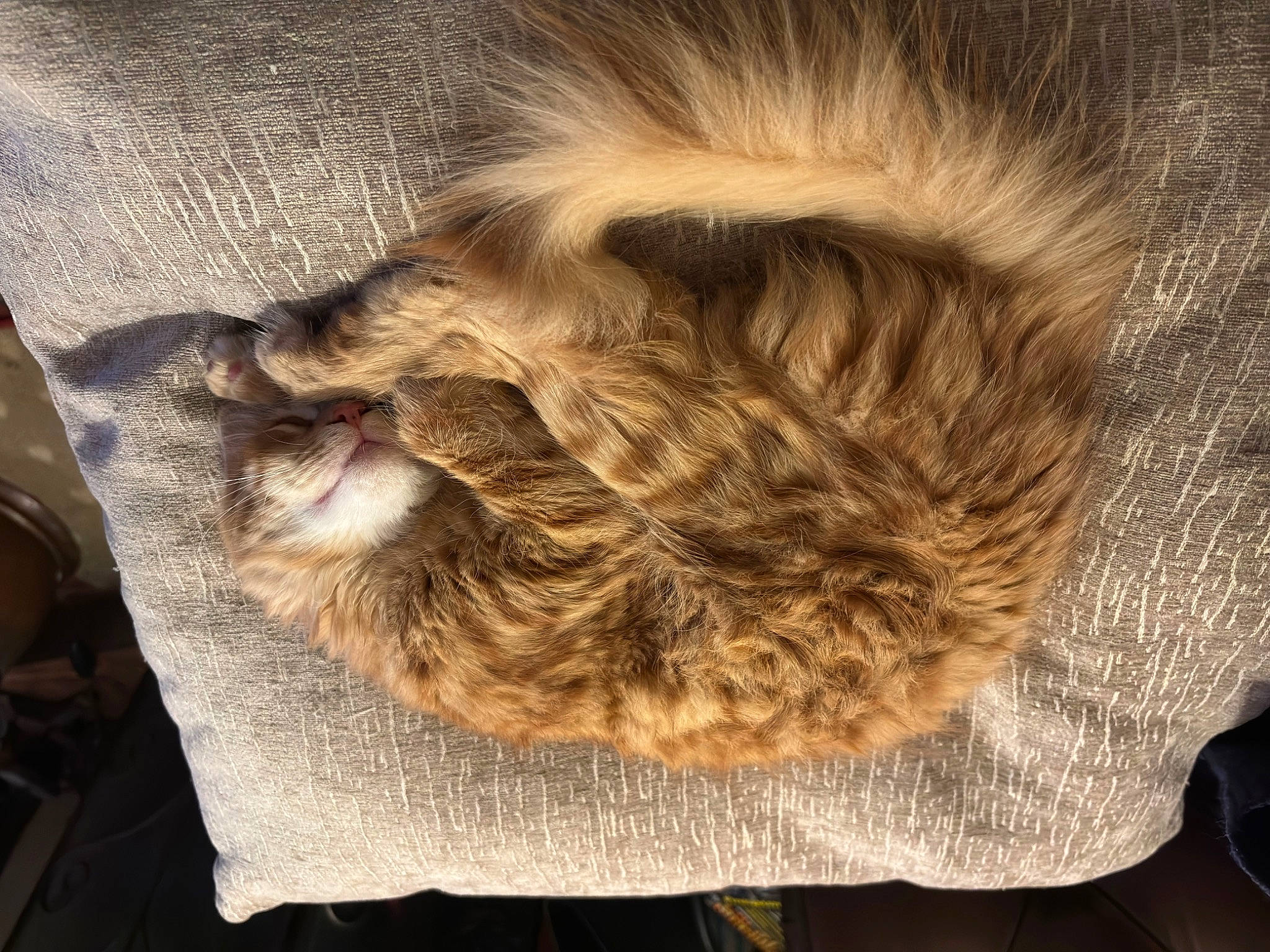 Miles joined the competition — help win amazing prizes! braid, canidae, claw, comfort, companion_dog, dog_breed, ear, fashion_accessory, felidae, fur, head, liver, nap, paw, small_to_medium_sized_cats, sporting_group, tail, whiskers, wood, wool