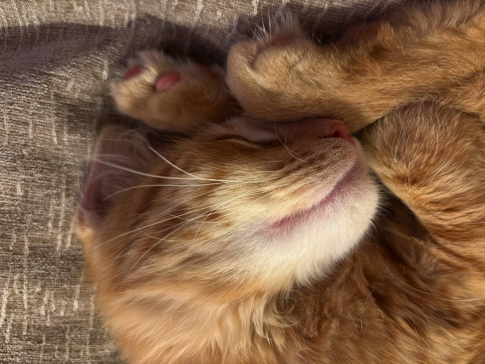 Miles is registered to the contest to win money with this photo: carnivore, cat, claw, cloud, comfort, domestic_short_haired_cat, fawn, felidae, flooring, fur, nap, paw, small_to_medium_sized_cats, snout, tail, terrestrial_animal, textile, vertebrate, whiskers, wildlife