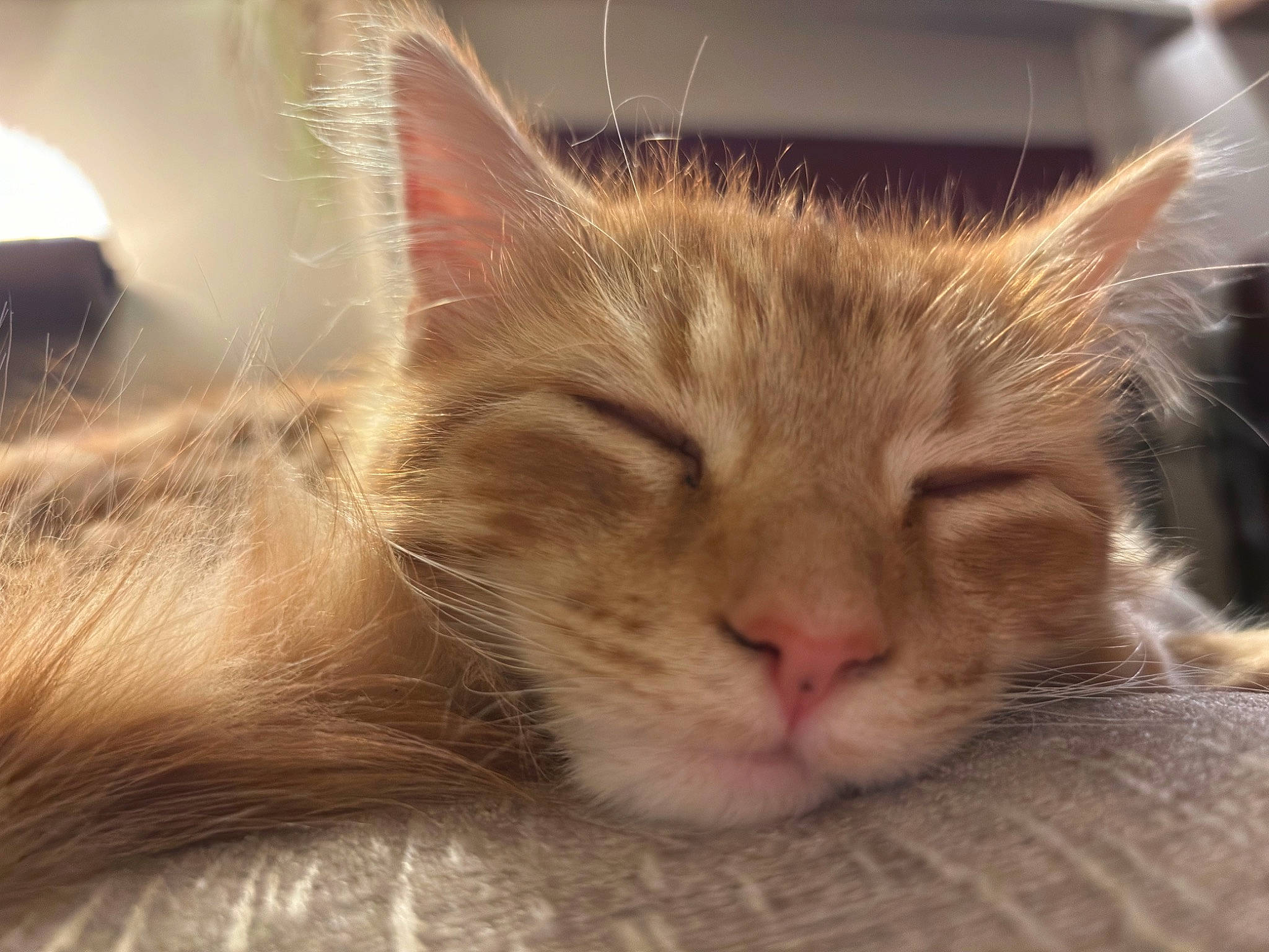 Miles is registered to the contest to win money with this photo: carnivore, cat, comfort, domestic_short_haired_cat, ear, eye, felidae, fur, nap, paw, sleep, small_to_medium_sized_cats, snout, terrestrial_animal, whiskers