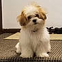 Meeshka joined the competition — help win amazing prizes! dog, puppy, fluffy, white, brown, carpet, indoor, shoes, mat, cute, pet, sitting, fur, small, face, ears, collar, floor, background, home