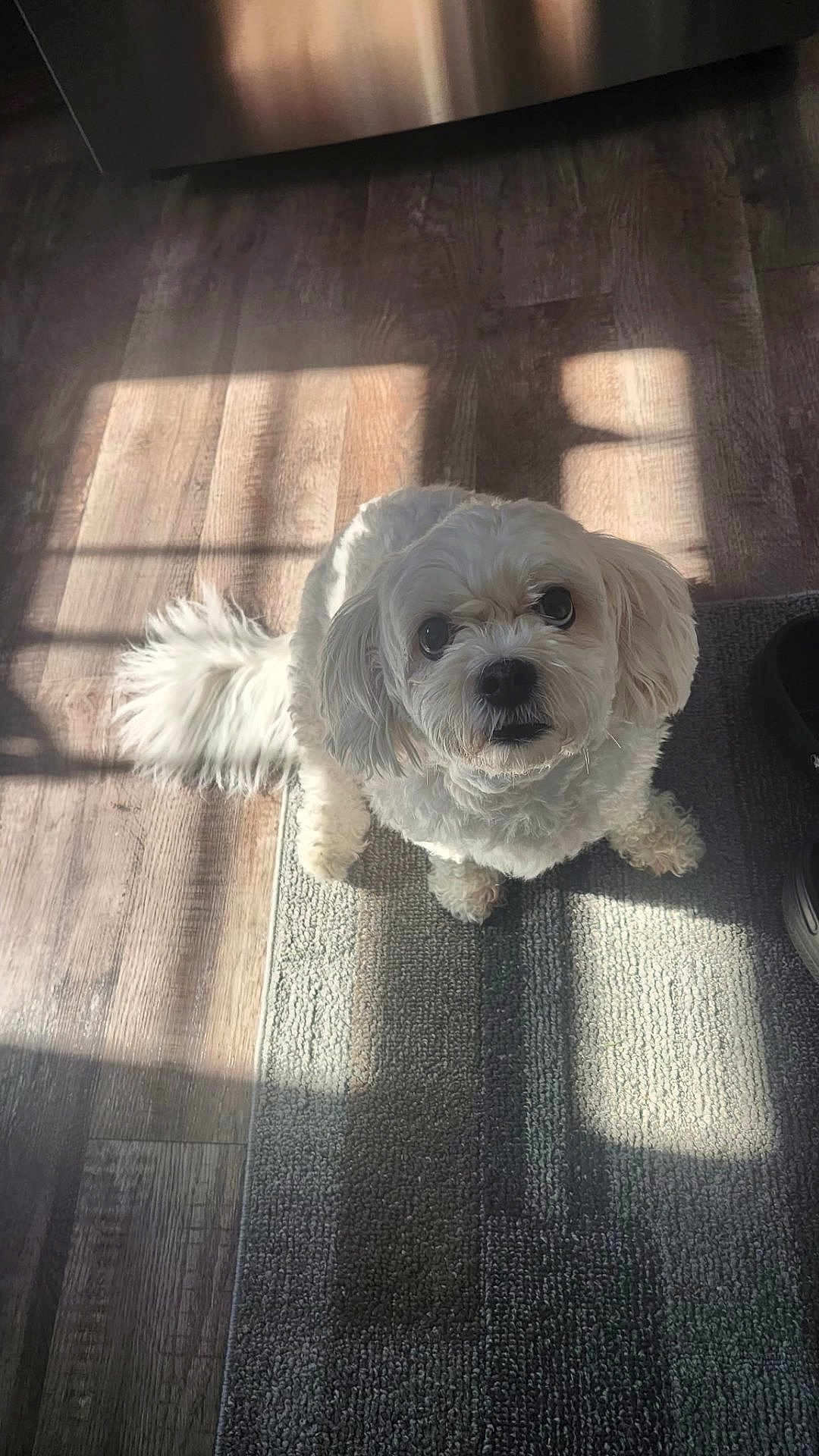 Meeshka is registered to the contest to win money with this photo: dog, white_dog, small_dog, pet, indoor, floor, rug, sunlight, shadow, wooden_floor, curious, looking_up, fluffy_tail, ears, companion, animal, cute, domestic, home, waiting