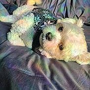Meeshka is registered to the contest to win money with this photo: dog, white_dog, small_dog, curly_fur, sweater, patterned_sweater, lying_down, bed, blanket, rainbow_light, colorful_light, indoor, cozy, pet, cute, relaxed, fur, animal, comfort, soft