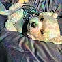dog, white_dog, small_dog, curly_fur, sweater, patterned_sweater, lying_down, bed, blanket, rainbow_light, colorful_light, indoor, cozy, pet, cute, relaxed, fur, animal, comfort, soft