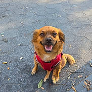 Cocooui joined the competition — help win amazing prizes! dog, brown_dog, small_dog, happy, smiling, sitting, red_harness, outdoor, pavement, hexagonal_tiles, leaf, sunlight, shadow, pet, animal, canine, fur, tongue, ears, street