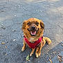 animal, brown_dog, canine, dog, ears, fur, happy, hexagonal_tiles, leaf, outdoor, pavement, pet, red_harness, shadow, sitting, small_dog, smiling, street, sunlight, tongue