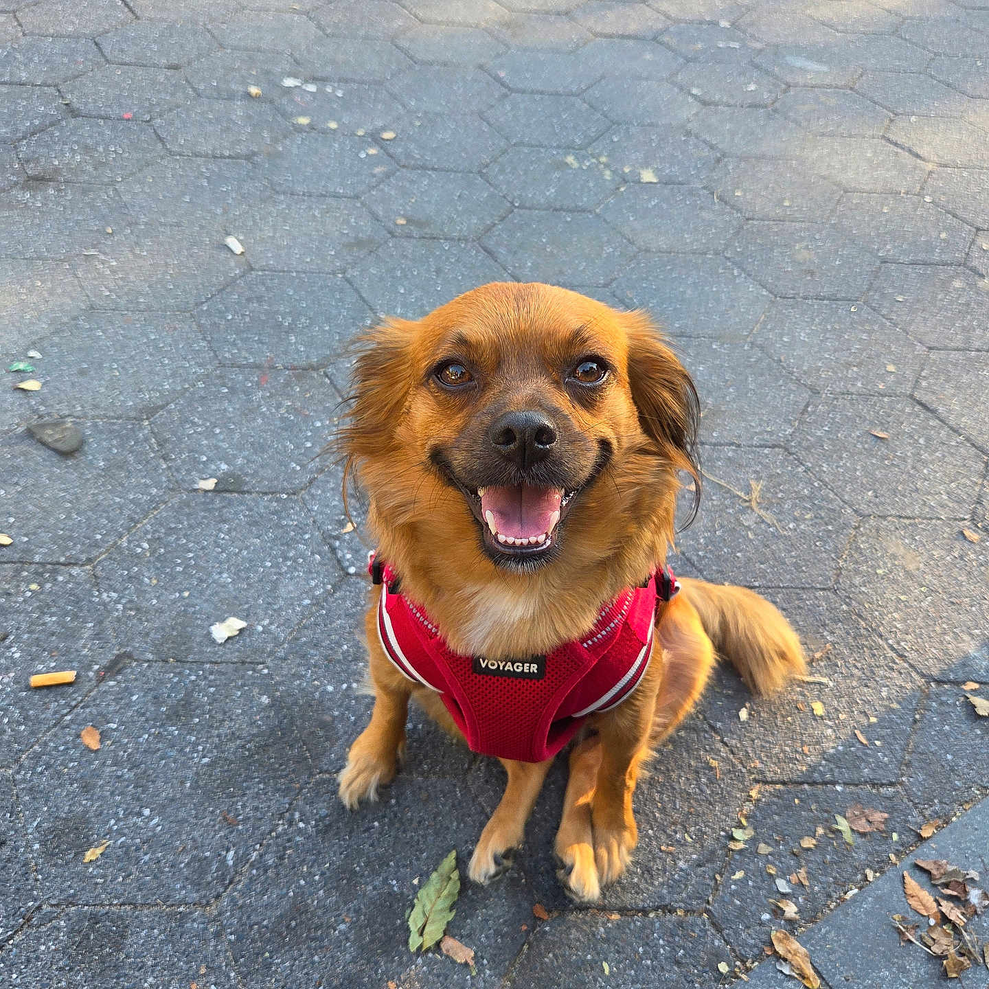 Cocooui joined the competition — help win amazing prizes! animal, brown_dog, canine, dog, ears, fur, happy, hexagonal_tiles, leaf, outdoor, pavement, pet, red_harness, shadow, sitting, small_dog, smiling, street, sunlight, tongue