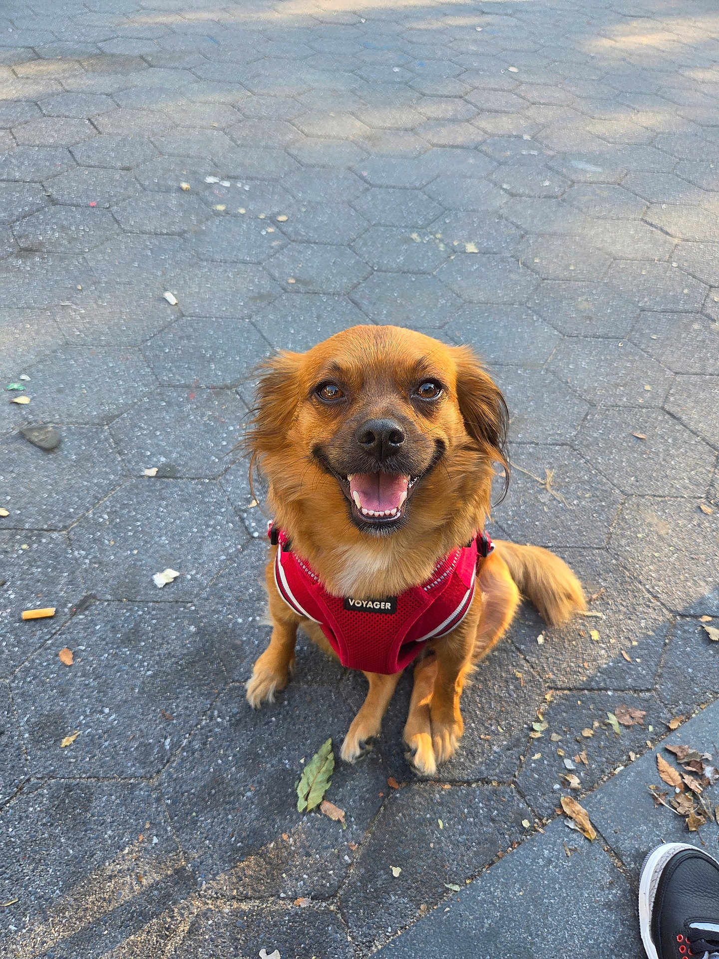 Cocooui joined the competition — help win amazing prizes! dog, brown_dog, small_dog, happy, smiling, sitting, red_harness, outdoor, pavement, hexagonal_tiles, leaf, sunlight, shadow, pet, animal, canine, fur, tongue, ears, street