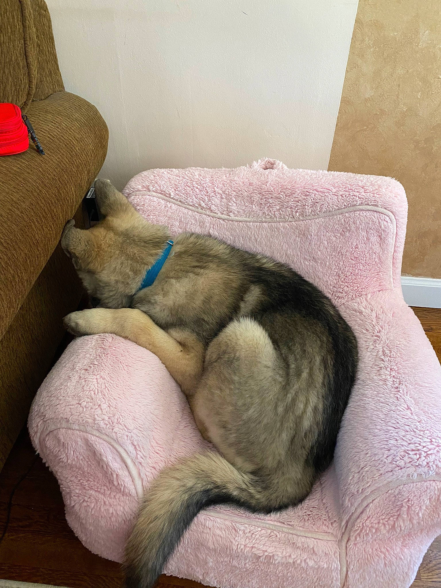 Loki joined the competition — help win amazing prizes! canidae, carnivore, comfort, companion_dog, dog, dog_breed, fawn, fur, nap, paw, sporting_group, tail