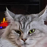 Serenity is registered to the contest to win money with this photo: cat, fluffy, gray, green_eyes, close_up, face, whiskers, ears, indoor, fireplace, warm_light, cozy, pet, feline, portrait, animal, fur, muzzle, relaxed, home