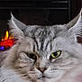 cat, fluffy, gray, green_eyes, close_up, face, whiskers, ears, indoor, fireplace, warm_light, cozy, pet, feline, portrait, animal, fur, muzzle, relaxed, home