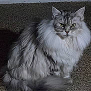 Serenity joined the competition — help win amazing prizes! animal, background, cat, closeup, ears, eyes, feline, fluffy, fur, gray, indoor, long_hair, looking, pet, portrait, serious, sitting, texture, whiskers, white